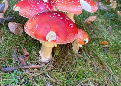 IMG-20211016-WA0040