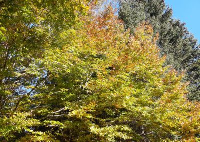 IMG-20211016-WA0053