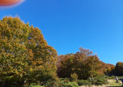 IMG-20211017-WA0061